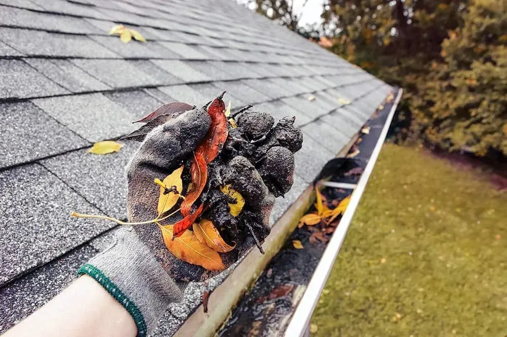 Gloved hand removing leaves from a gutter along a shingle roof
